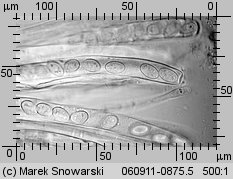 Peziza micropus (kustrzebka drobnotrzonowa)