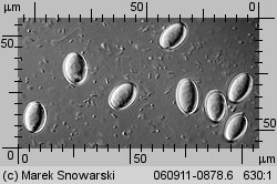 Peziza micropus (kustrzebka drobnotrzonowa)