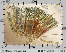 Peziza micropus (kustrzebka drobnotrzonowa)