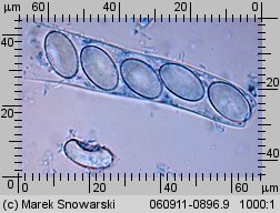 Peziza micropus (kustrzebka drobnotrzonowa)