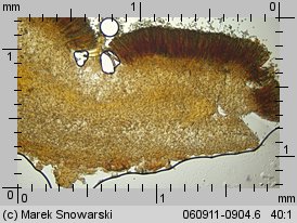 Peziza micropus (kustrzebka drobnotrzonowa)