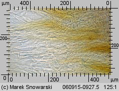 Inonotus hispidus (błyskoporek szczotkowaty)