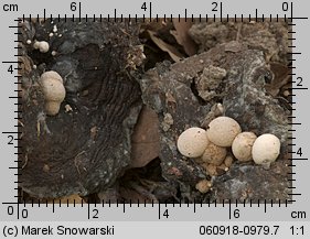 Asterophora lycoperdoides (grzybolubka purchawkowata)