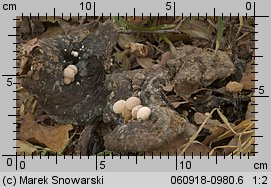 Asterophora lycoperdoides (grzybolubka purchawkowata)