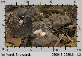 Asterophora lycoperdoides (grzybolubka purchawkowata)