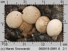 Asterophora lycoperdoides (grzybolubka purchawkowata)