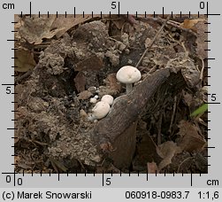 Asterophora lycoperdoides (grzybolubka purchawkowata)