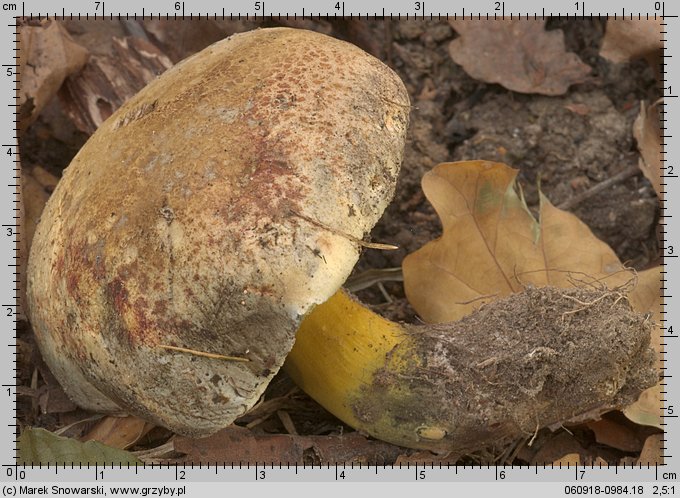 Cyanoboletus pulverulentus (sinoborowik klinowotrzonowy)