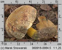 Cyanoboletus pulverulentus (sinoborowik klinowotrzonowy)