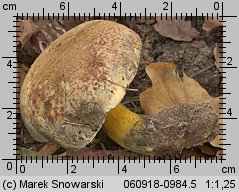 Cyanoboletus pulverulentus (sinoborowik klinowotrzonowy)