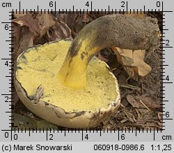 Cyanoboletus pulverulentus (sinoborowik klinowotrzonowy)