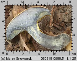 Cyanoboletus pulverulentus (sinoborowik klinowotrzonowy)