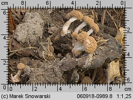 Asterophora lycoperdoides (grzybolubka purchawkowata)