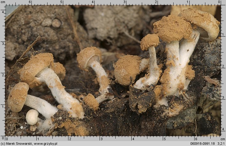 Asterophora lycoperdoides (grzybolubka purchawkowata)