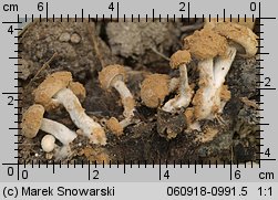 Asterophora lycoperdoides (grzybolubka purchawkowata)