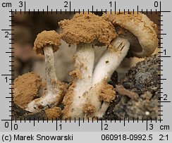 Asterophora lycoperdoides (grzybolubka purchawkowata)