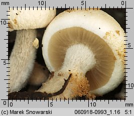 Asterophora lycoperdoides (grzybolubka purchawkowata)