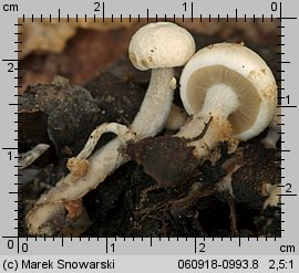 Asterophora lycoperdoides (grzybolubka purchawkowata)