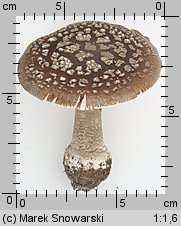 Amanita excelsa (muchomor twardawy)