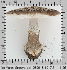 Amanita excelsa (muchomor twardawy)