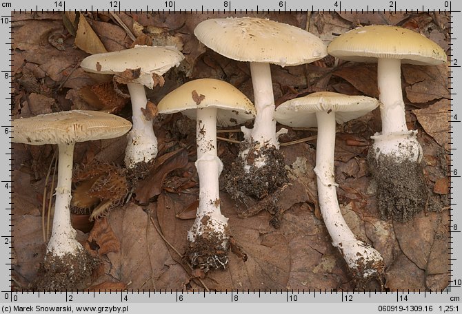 Amanita gemmata (muchomor narcyzowy)