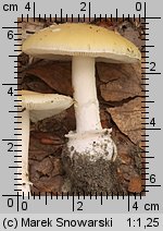 Amanita gemmata (muchomor narcyzowy)