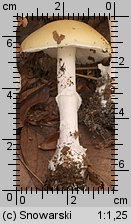 Amanita gemmata (muchomor narcyzowy)