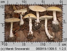 Amanita gemmata (muchomor narcyzowy)