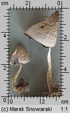 Coprinopsis acuminata