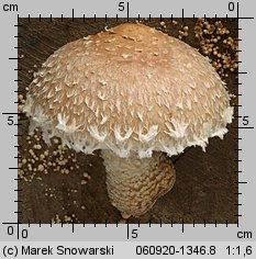 Hemipholiota populnea (łuskwiak topolowy)