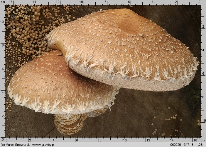 Hemipholiota populnea (łuskwiak topolowy)