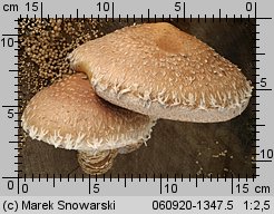 Hemipholiota populnea (łuskwiak topolowy)