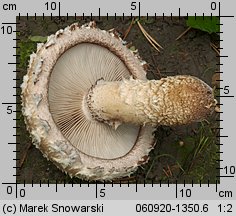 Hemipholiota populnea (łuskwiak topolowy)