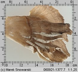 Grifola frondosa (żagwica listkowata)