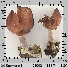 Gyromitra infula (piestrzenica infułowata)