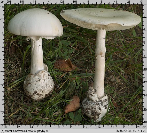 Amanita phalloides var. alba (muchomor zielonawy odm. biała)