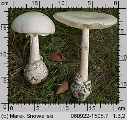 Amanita phalloides var. alba (muchomor zielonawy odm. biała)