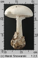 Amanita phalloides var. alba (muchomor zielonawy odm. biała)