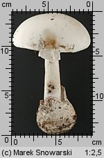 Amanita phalloides var. alba (muchomor zielonawy odm. biała)