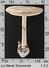 Amanita phalloides var. alba (muchomor zielonawy odm. biała)