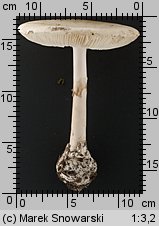 Amanita phalloides var. alba (muchomor zielonawy odm. biała)