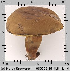 Cyanoboletus pulverulentus (sinoborowik klinowotrzonowy)