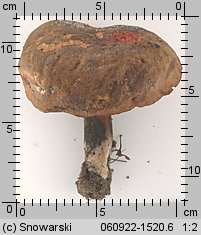 Cyanoboletus pulverulentus (sinoborowik klinowotrzonowy)