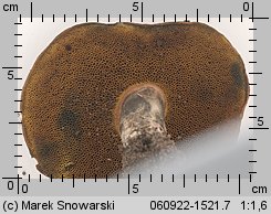 Cyanoboletus pulverulentus (sinoborowik klinowotrzonowy)