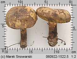 Cyanoboletus pulverulentus (sinoborowik klinowotrzonowy)