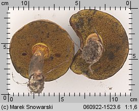 Cyanoboletus pulverulentus (sinoborowik klinowotrzonowy)