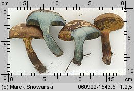 Cyanoboletus pulverulentus (sinoborowik klinowotrzonowy)