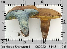 Cyanoboletus pulverulentus (sinoborowik klinowotrzonowy)