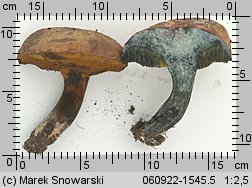 Cyanoboletus pulverulentus (sinoborowik klinowotrzonowy)