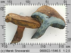 Cyanoboletus pulverulentus (sinoborowik klinowotrzonowy)